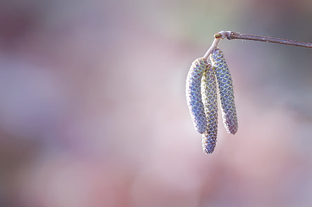 tilt lens photography of brown plant thumbnail