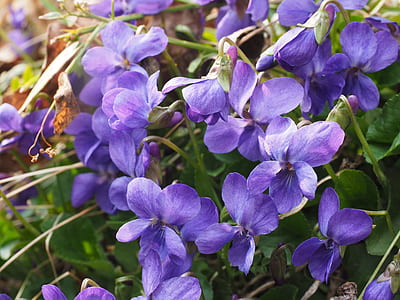 purple flowers thumbnail