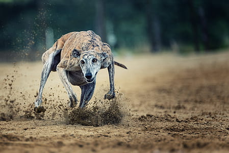 brindle greyhound running on the brown soil during daytime thumbnail