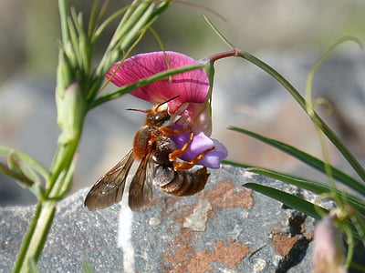 brown and gray bear on red and purple petaled flower thumbnail