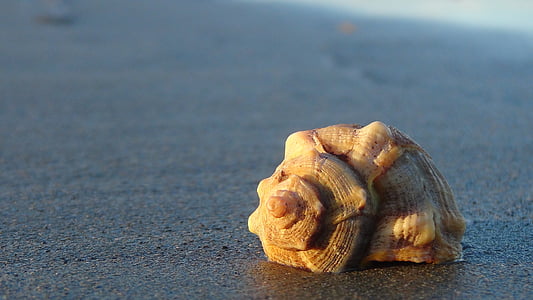 beige conch shell at beach sand thumbnail