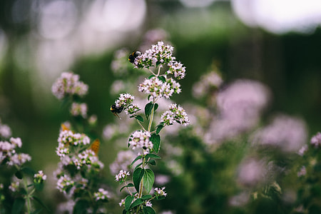 Flowers, fruits and vegetables in the garden thumbnail