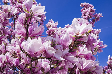 white and purple petal flowers under blue sky thumbnail