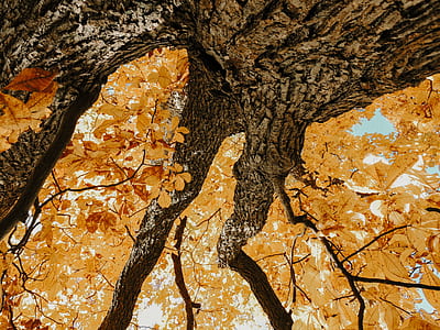 low angle photo of brown leafed trees thumbnail