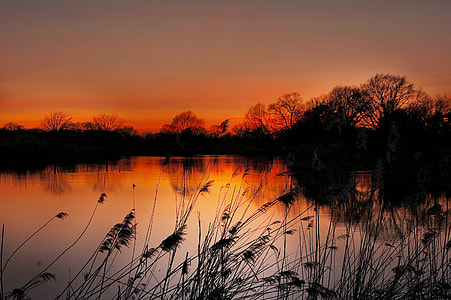silhouette photo of grass near body of water thumbnail