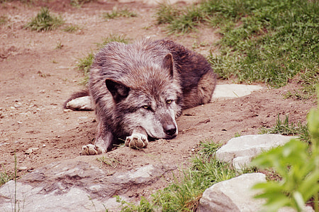 brown wolf on soil lying thumbnail