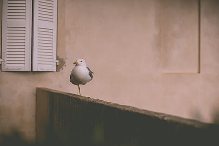 , white and gray seagull on gray plank thumbnail