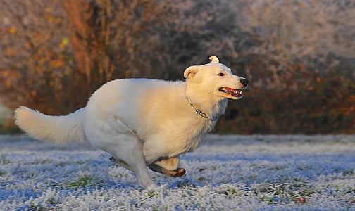 short-coated white dog running on green grass during daytime thumbnail
