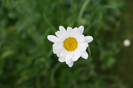 white daisy flower thumbnail