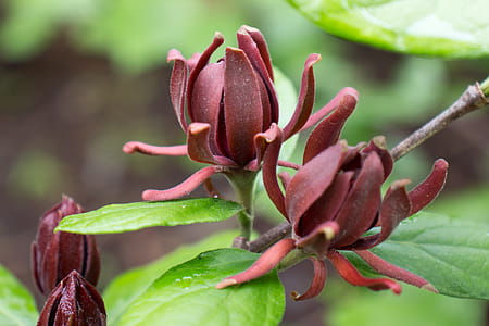Calycanthus floridus, commonly called Carolina allspice, is an uncommon rounded deciduous shrub that grows to 6-9 tall. The plant produces fragrant, brown to burgundy flowers which come into bloom from mid-April to mid-May. Flowers give way to brownish, urn-shaped fruits seed pods which mature in the fall and last throughout the winter months. The dark, lustrous, green leaves and bark release a clove or camphor-like scent when crushed. Both the flowers and leaves are often used to make potpourris. Other names used are sweetshrub, strawberry bush, and hairy allspice. The shrub is native to the US from Virginia to Florida. thumbnail