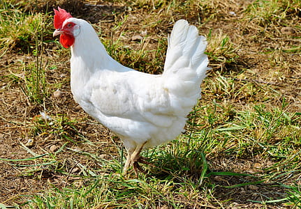 white rooster on grass field thumbnail