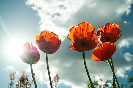 worm's eye photo of five orange flowers thumbnail