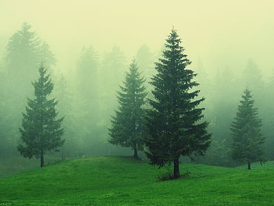 green leaf trees on foggy day thumbnail