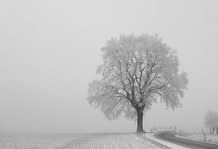 photo of bare tree near road thumbnail