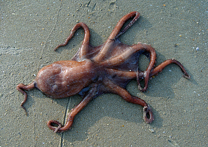 brown octopus thumbnail