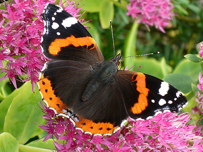 vanessa atalanta butterfly thumbnail