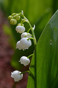 selective focus of Lily of the valley flowers thumbnail
