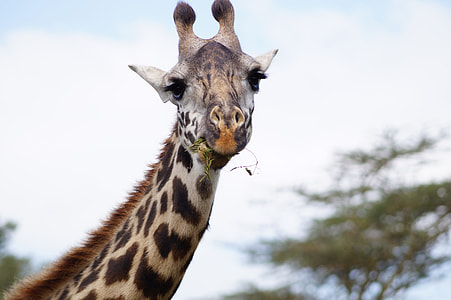 selective focus photography of giraffe thumbnail