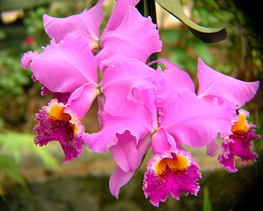 shallow photography of pink flowers thumbnail