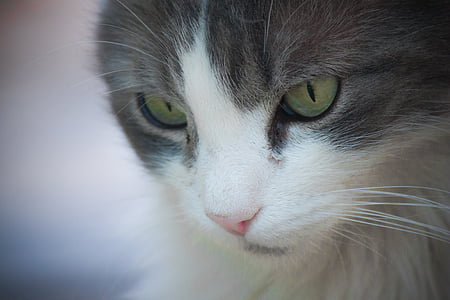 gray and white cat thumbnail