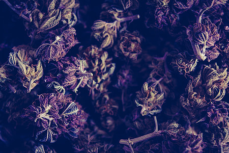 macro photography of kush thumbnail