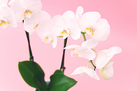 white orchid plant thumbnail