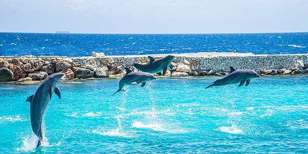 four gray dolphins jumping near dock thumbnail