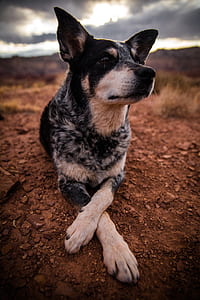 adult brown and white Australian cattle dog thumbnail