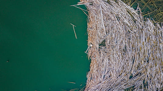 Brown Hay on Body of Waer thumbnail
