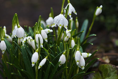 closeup photo of white petaled flower thumbnail