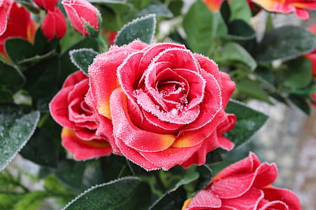 shallow focus photography of red flowers thumbnail