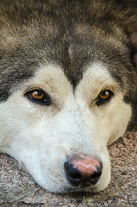 adult tan and white dog lying on floor thumbnail