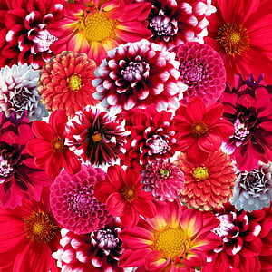 assorted red petaled flowers thumbnail