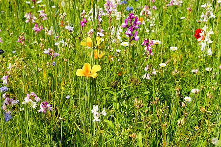 California poppy flowers, pink and white stock flowers thumbnail