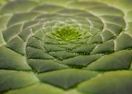 green succulent close-up photo thumbnail