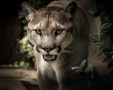 brown tiger thumbnail