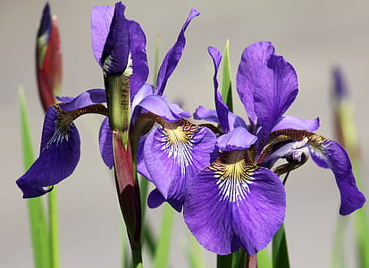 selective focus photo of purple iris flowers thumbnail