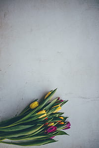 yellow and purple tulip flowers thumbnail