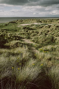 green grass field and ocean view during daytime thumbnail