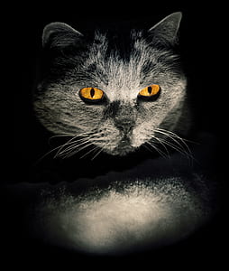 gray cat thumbnail