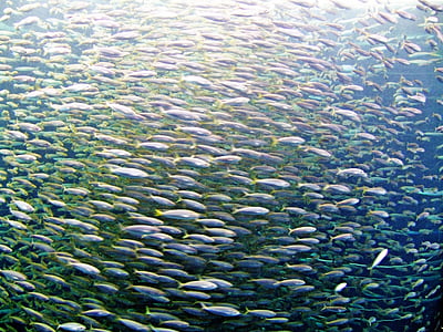 school of fish thumbnail