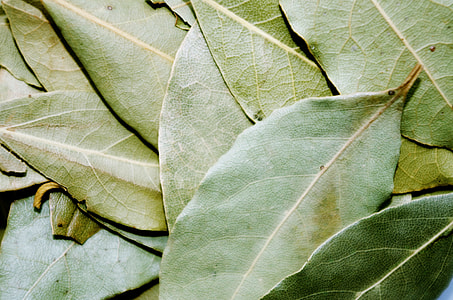 oval green leaf lot thumbnail