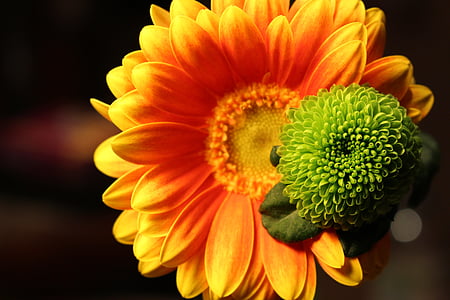 yellow sunflower flower close-up photo thumbnail