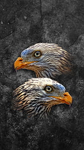 two eagle heads illustration thumbnail