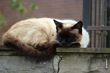 Siamese cat sleeping on gray concrete pavement thumbnail