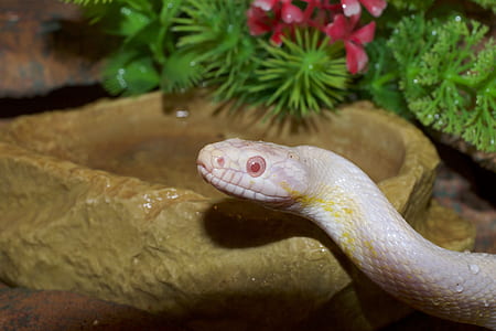 white snake thumbnail