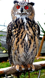 close-up photography of brown and black owl perched on brown wood thumbnail
