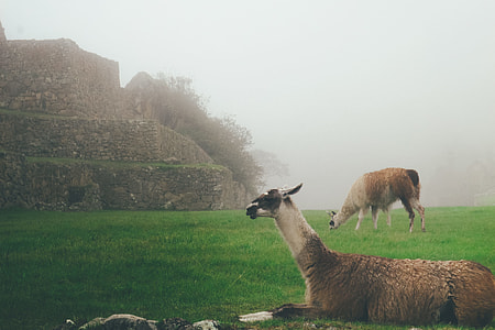 two llamas near mountain thumbnail