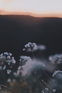 macroshot of white flowers during daytime thumbnail