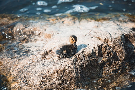 black duck on shoreline thumbnail